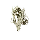 Oak Moss